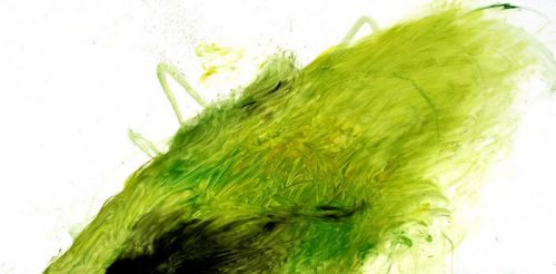 Grasflamme-1